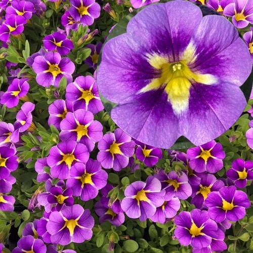 Calibrachoa Calita® 'Special Blue Star' - Puispetuunia Calita® 'Special Blue Star'  